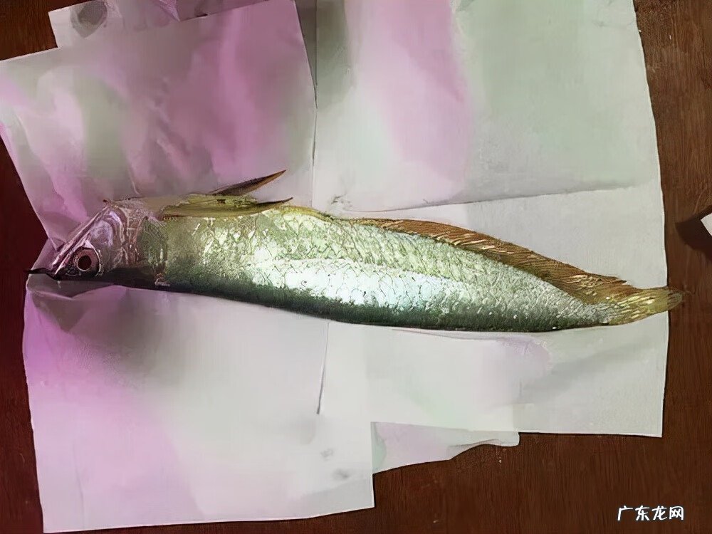 龙鱼摆放的风水位置 龙鱼风水案例