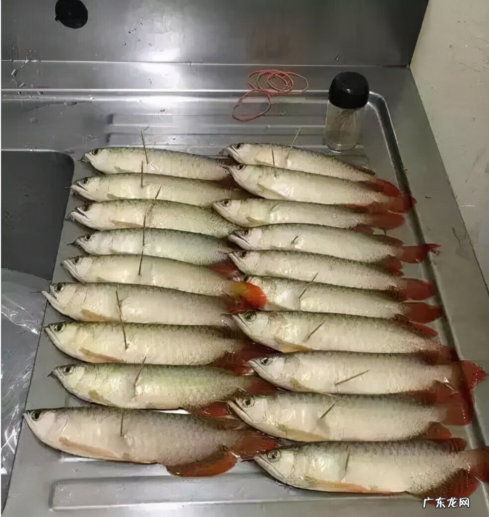 龙鱼摆放的风水位置 龙鱼风水案例