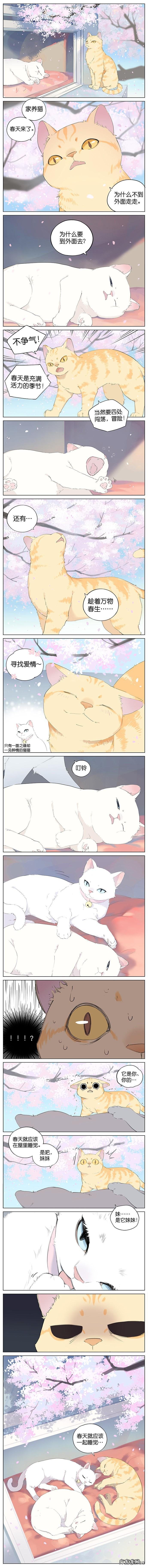 猫咪的恋爱 恋爱的猫咪