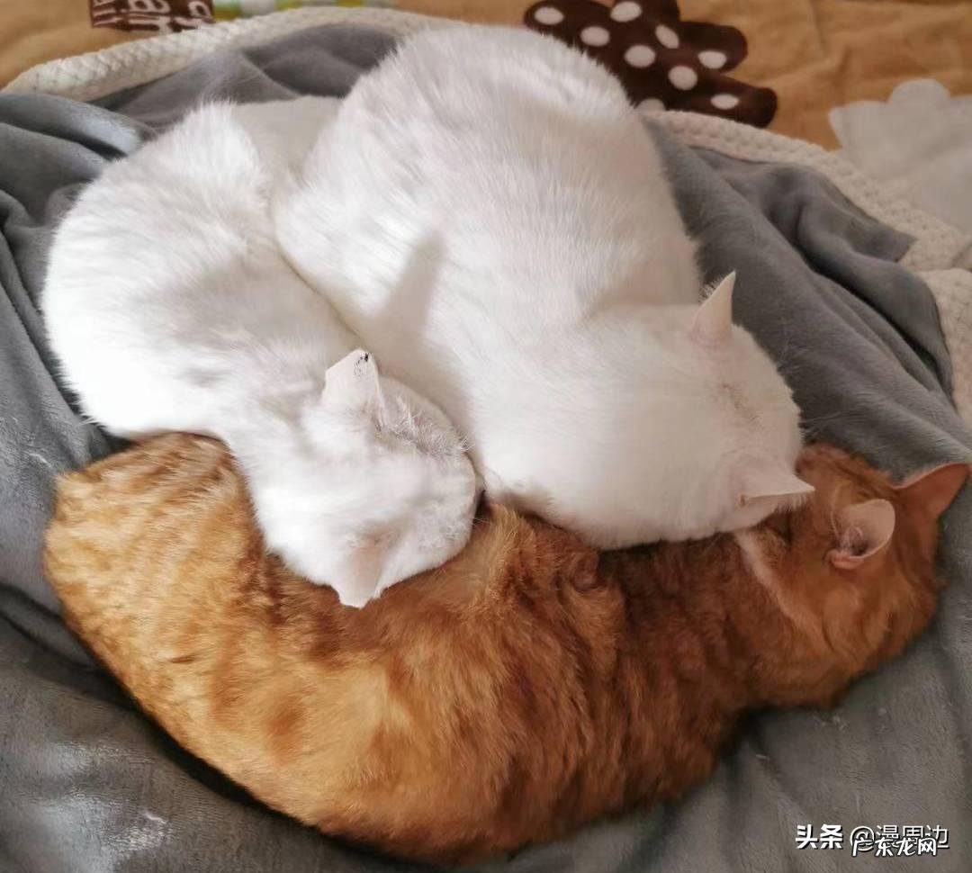 猫咪的恋爱 恋爱的猫咪