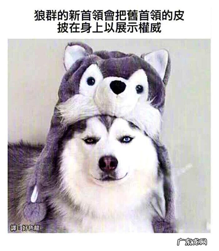 搞笑奇葩冷知识 搞笑冷知识素材图片