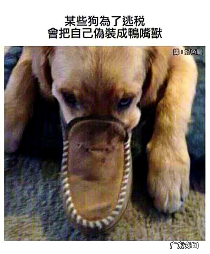 搞笑奇葩冷知识 搞笑冷知识素材图片