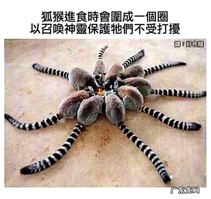 搞笑奇葩冷知识 搞笑冷知识素材图片