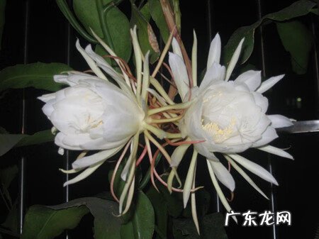 昙花多久才能开花 怎么知道昙花什么时候开