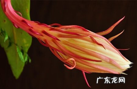 昙花多久才能开花 怎么知道昙花什么时候开