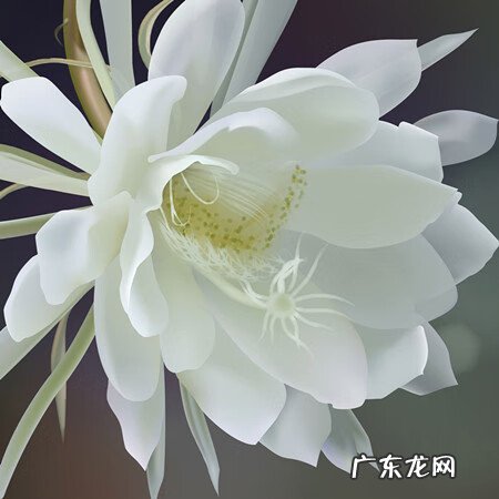 昙花多久才能开花 怎么知道昙花什么时候开