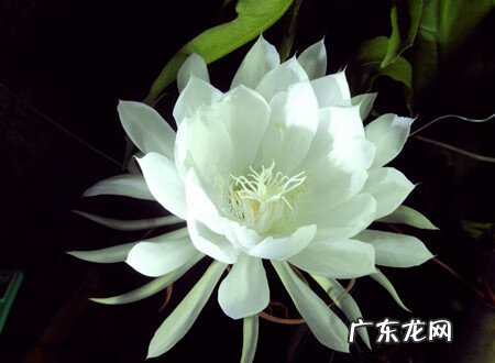 昙花多久才能开花 怎么知道昙花什么时候开