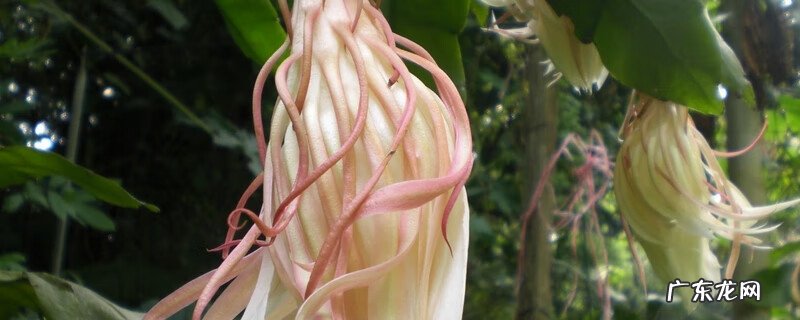 昙花多久才能开花 怎么知道昙花什么时候开