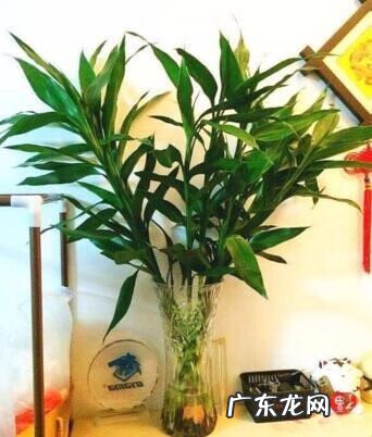富贵竹的摆放风水 富贵竹的风水