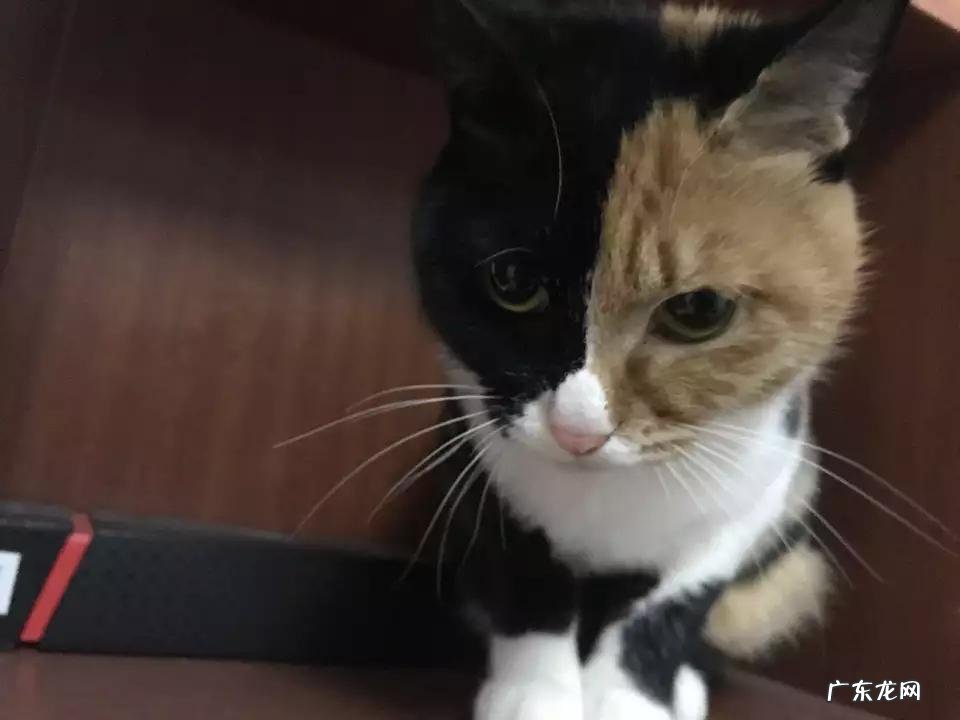 阴阳脸猫怎么产生的 养阴阳脸猫好不好