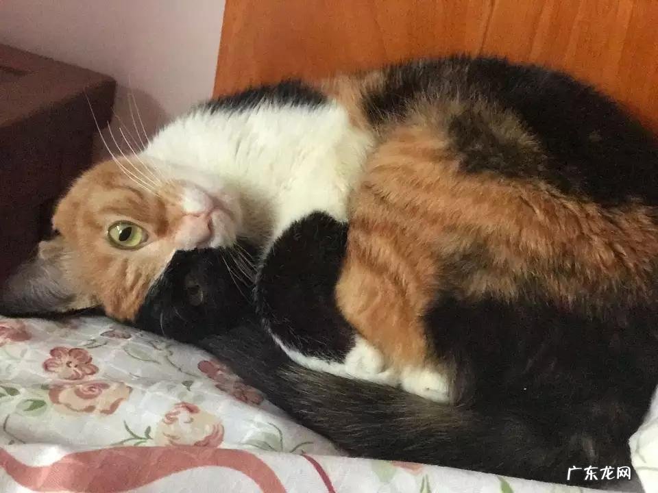 阴阳脸猫怎么产生的 养阴阳脸猫好不好