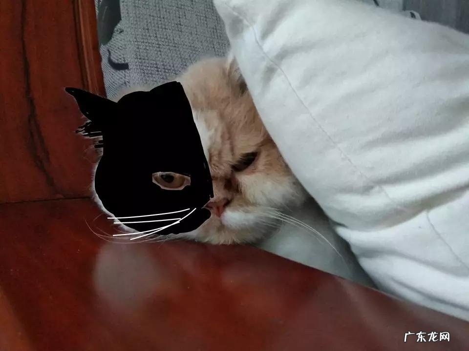 阴阳脸猫怎么产生的 养阴阳脸猫好不好
