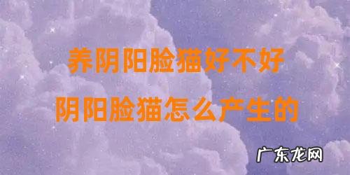 阴阳脸猫怎么产生的 养阴阳脸猫好不好