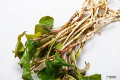 鱼腥草怎么吃最好吃 鱼腥草怎么吃好