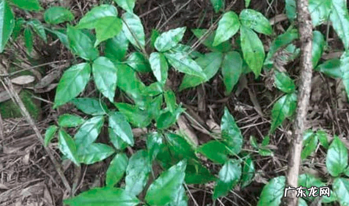 风水金线吊葫芦的最佳位置 金钱系葫芦风水