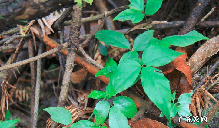 风水金线吊葫芦的最佳位置 金钱系葫芦风水