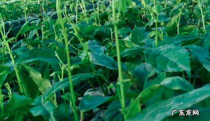 风水金线吊葫芦的最佳位置 金钱系葫芦风水