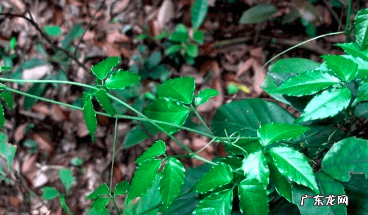 风水金线吊葫芦的最佳位置 金钱系葫芦风水
