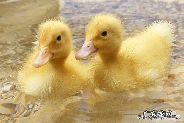 在家怎样喂养小鸭子？