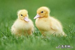 在家怎样喂养小鸭子？