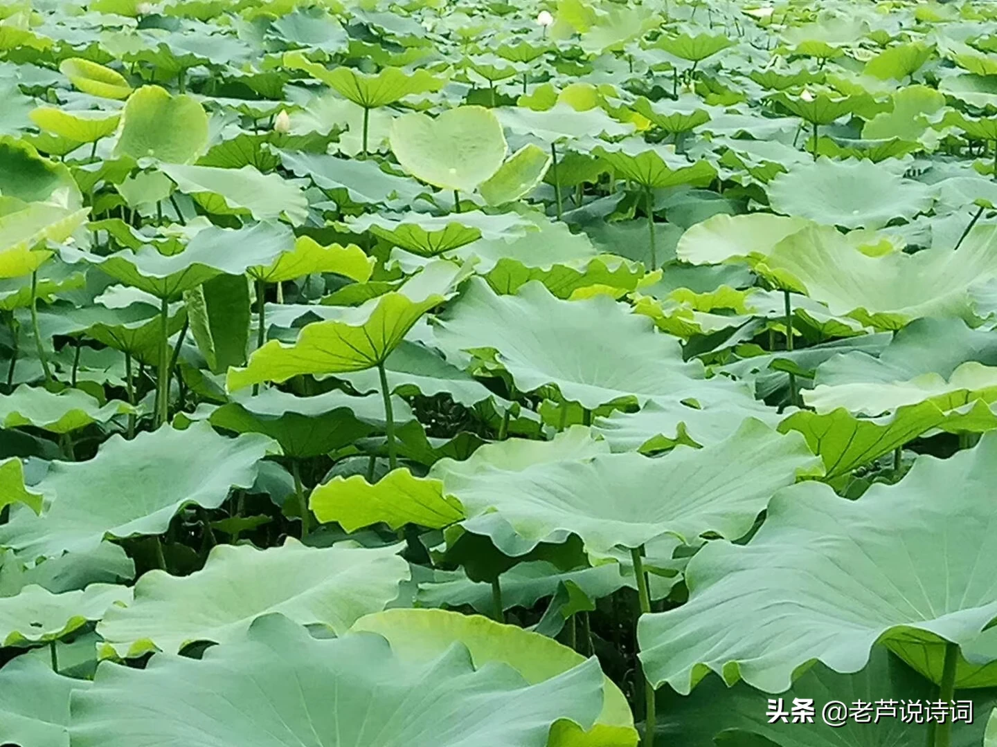 有哪些描写四季的古诗及意思的大全?