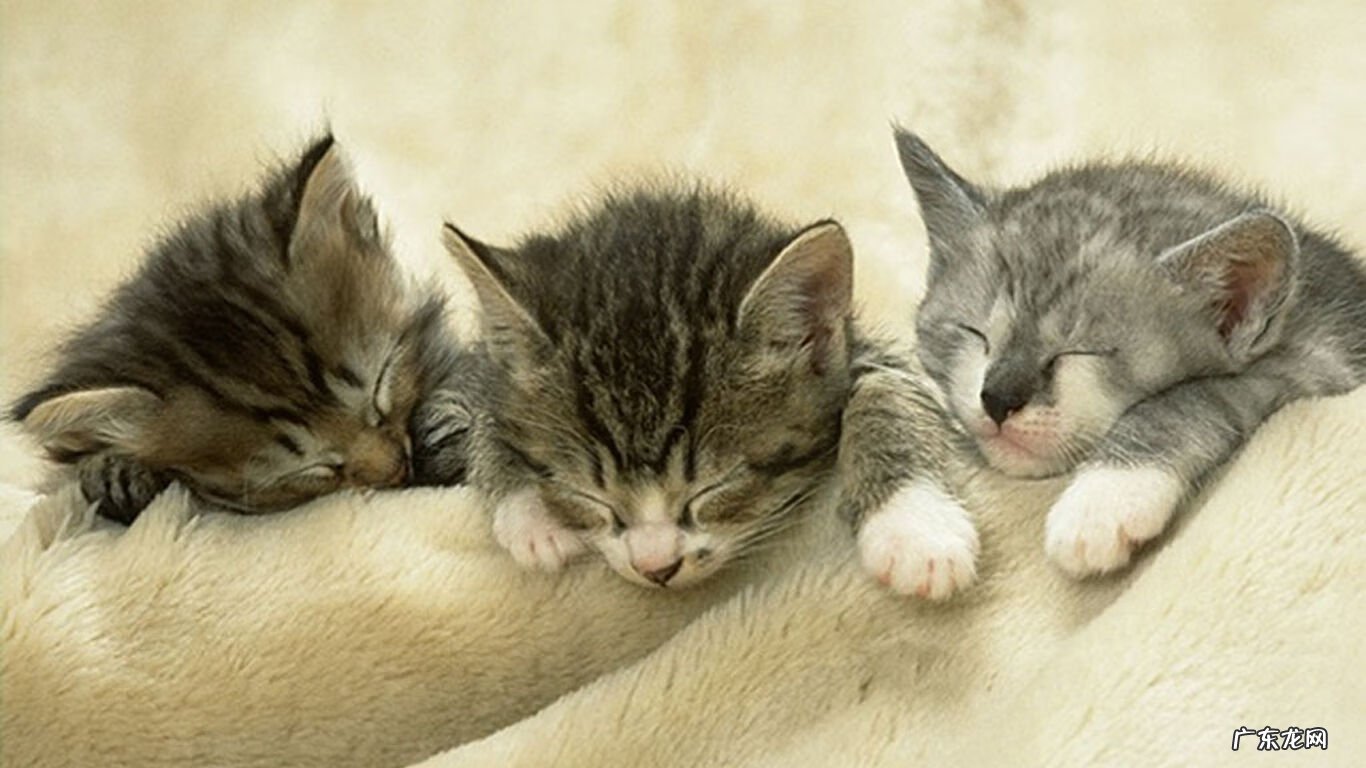 属猪人养狗会好运气吗 属猪的可以养狗吗风水