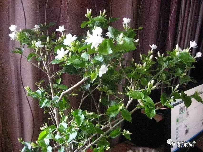 袖珍椰子放在门口外的风水 袖珍椰子 风水