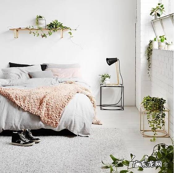 袖珍椰子放在门口外的风水 袖珍椰子 风水