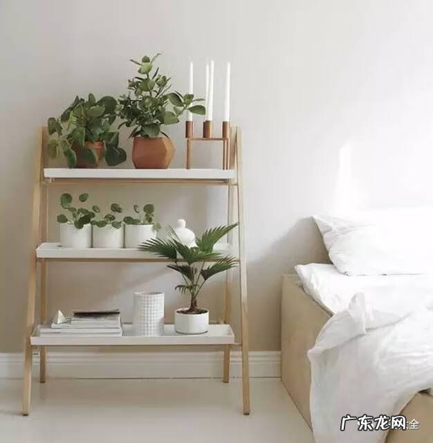 袖珍椰子放在门口外的风水 袖珍椰子 风水