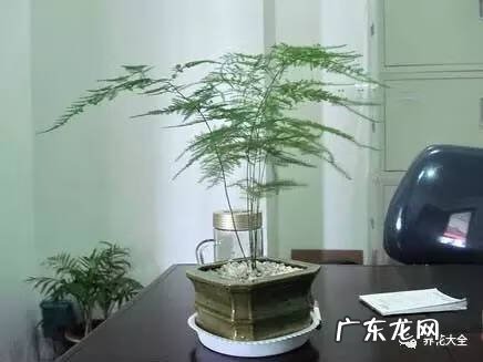 袖珍椰子放在门口外的风水 袖珍椰子 风水