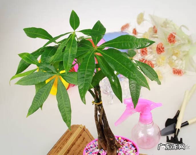 袖珍椰子放在门口外的风水 袖珍椰子 风水