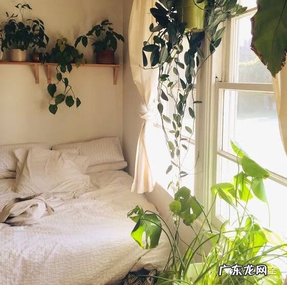 袖珍椰子放在门口外的风水 袖珍椰子 风水