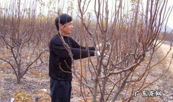 如何修剪梨树树枝 梨树应该怎么剪枝