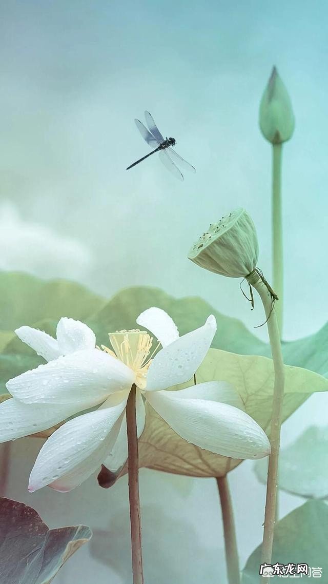 晨雨敲落海棠，是否还依旧？