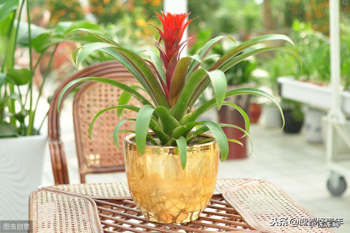 白掌的风水作用与功效 白掌的风水