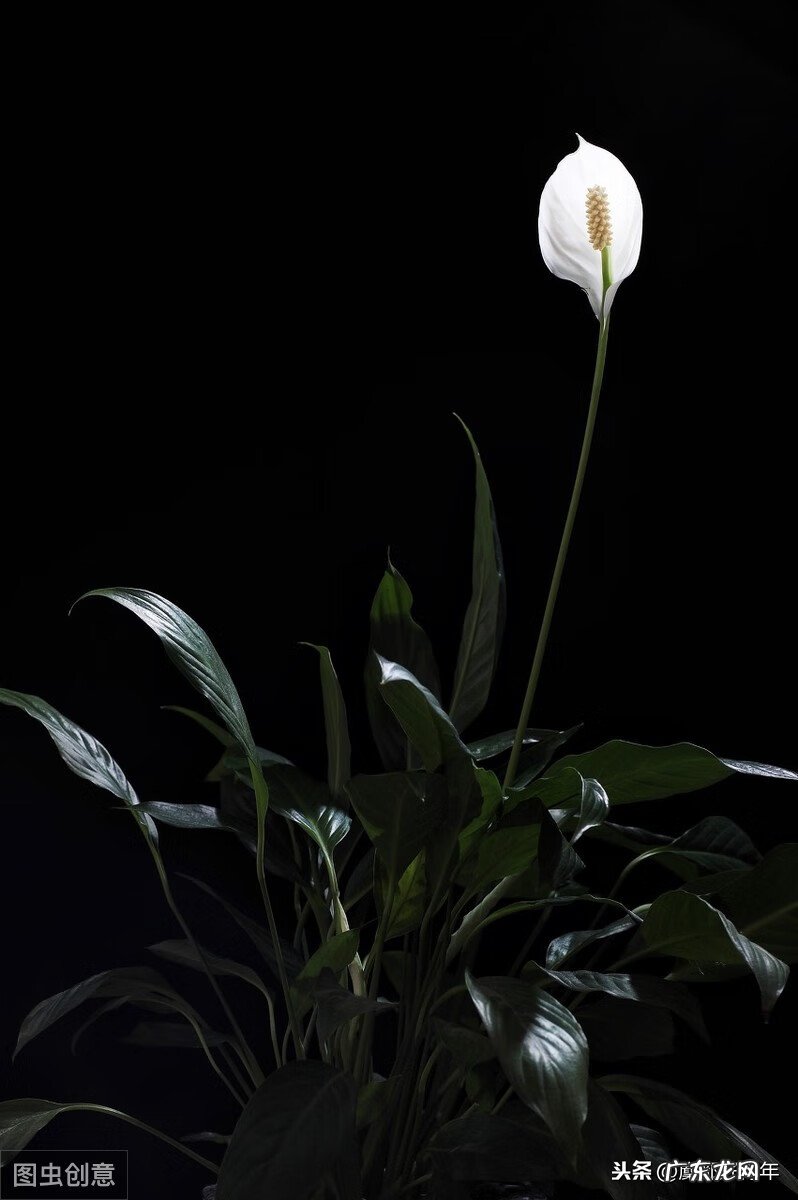 白掌的风水作用与功效 白掌的风水