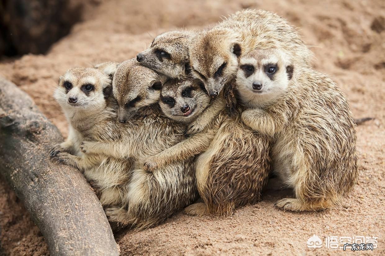 有哪些奇怪的动物行为,没有多少人知道?