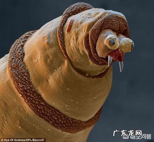 有哪些奇怪的动物行为，没有多少人知道？