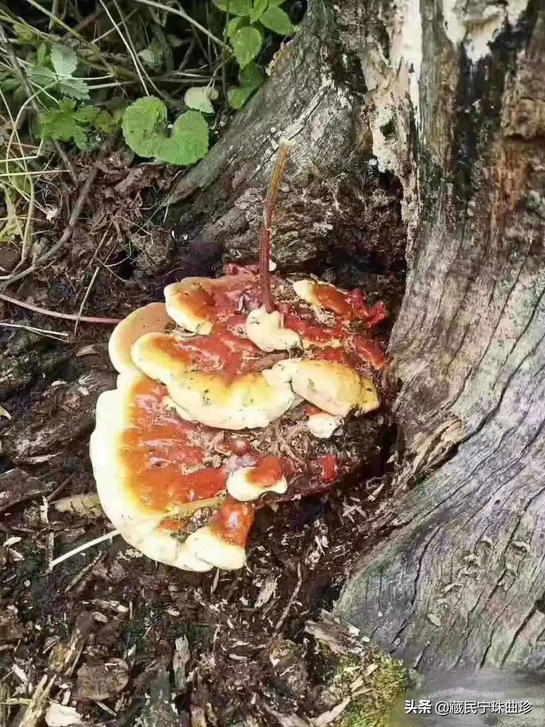 灵芝的正确吃法?