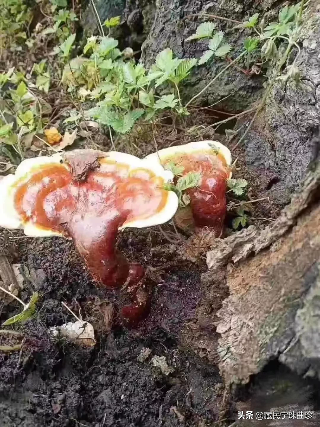 灵芝的正确吃法?