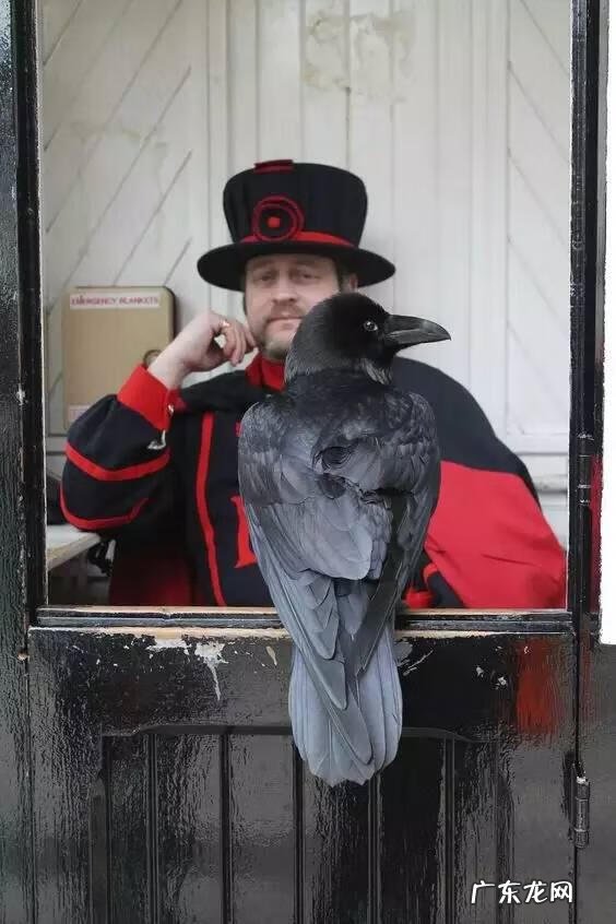 皇家宠物是哪个国家