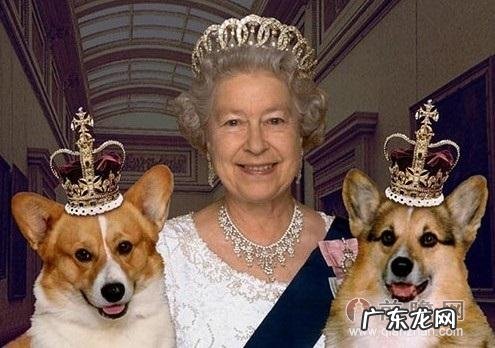 皇家宠物是哪个国家