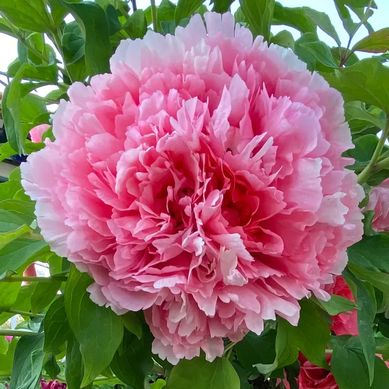 成由勤俭败由奢,现在怎样才能发扬中华民族勤俭持家的优良传统?