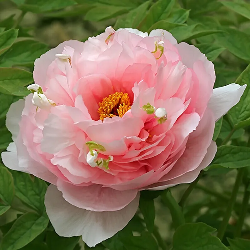 成由勤俭败由奢,现在怎样才能发扬中华民族勤俭持家的优良传统?