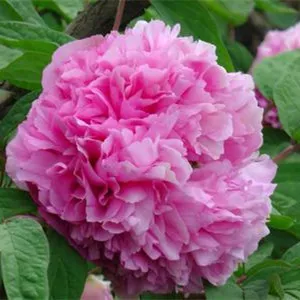 成由勤俭败由奢,现在怎样才能发扬中华民族勤俭持家的优良传统?