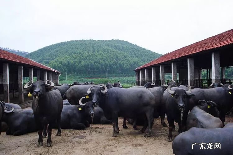 水牛奶好不好 水牛奶是什么奶