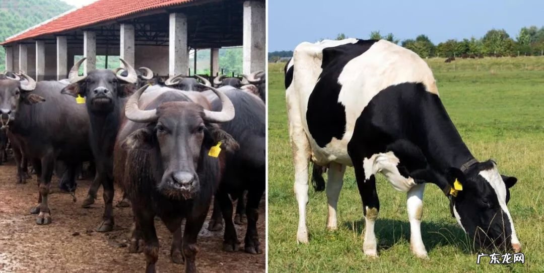 水牛奶好不好 水牛奶是什么奶