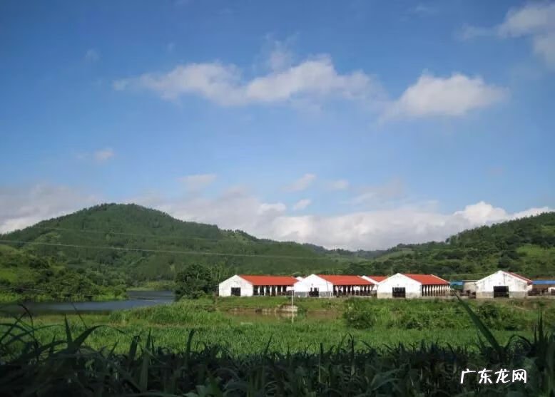 水牛奶好不好 水牛奶是什么奶