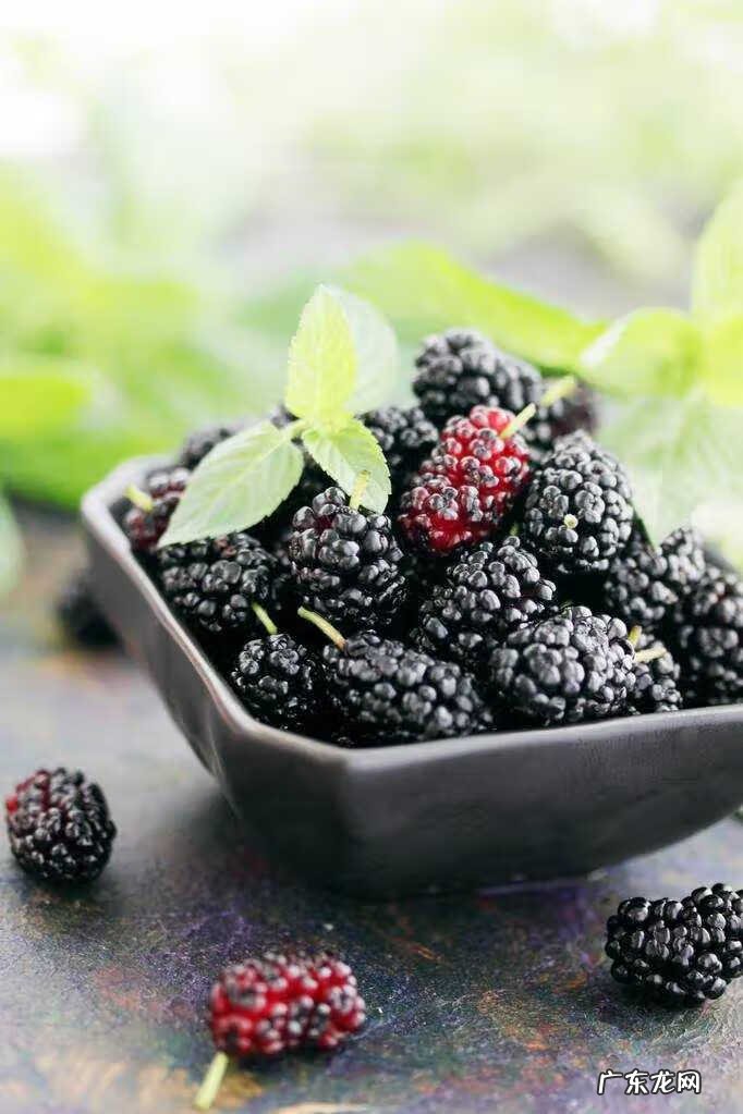 桑椹食用方法和禁忌 桑椹