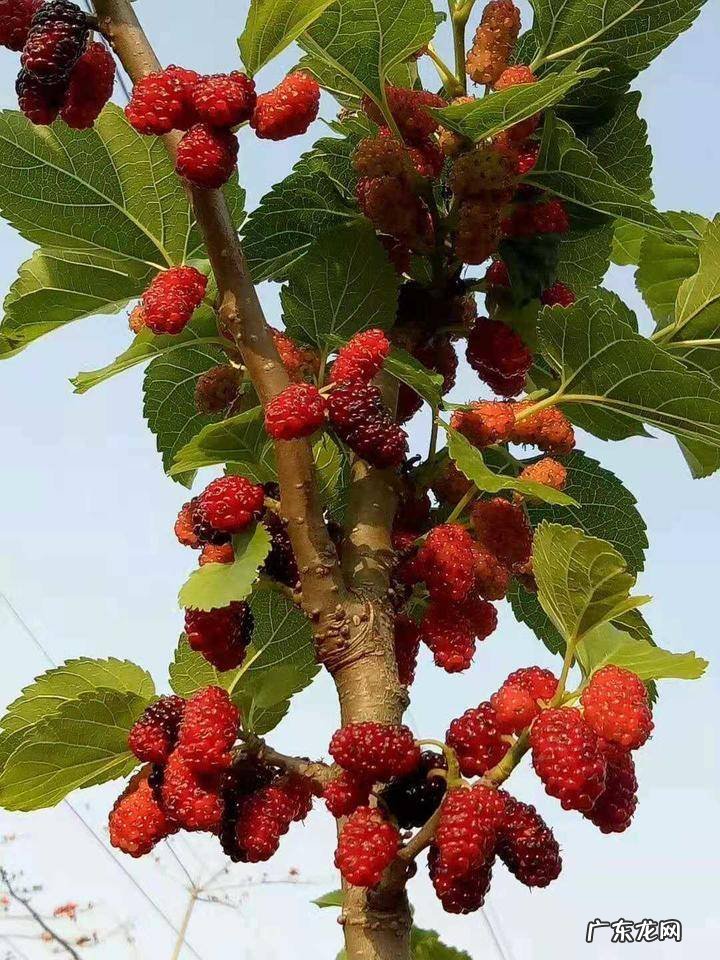 桑椹食用方法和禁忌 桑椹